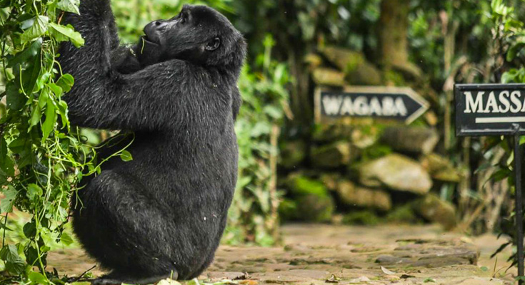 Best Gorilla Trekking in Uganda & Rwanda