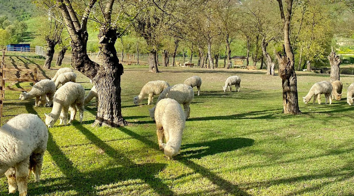 Alpaca Azerbaijan: Tour a Land of Beauty in Shamakhi