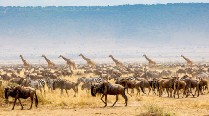 The Great Migration in Africa - Everything You Should Know!