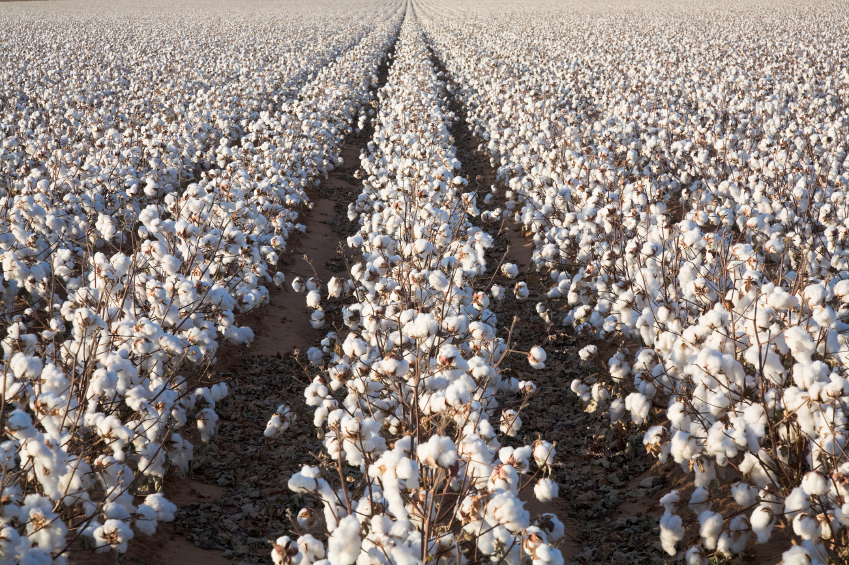 Cotton in Uzbekistan