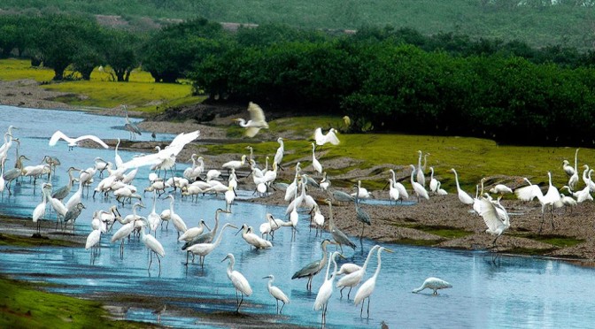 all-about-central-asian-flyway