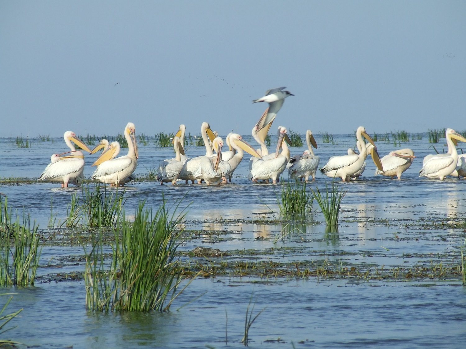 Danube Delta Biosphere Reserve Ukraine