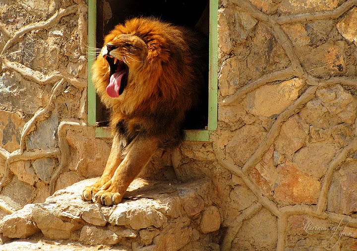 Tashkent Zoo