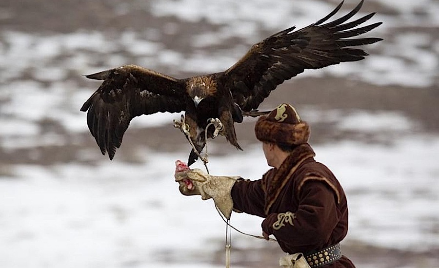 Falcon Show, Almaty