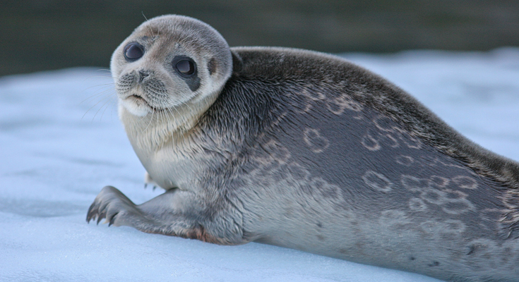 Go and See One of The Rarest Seals in The World