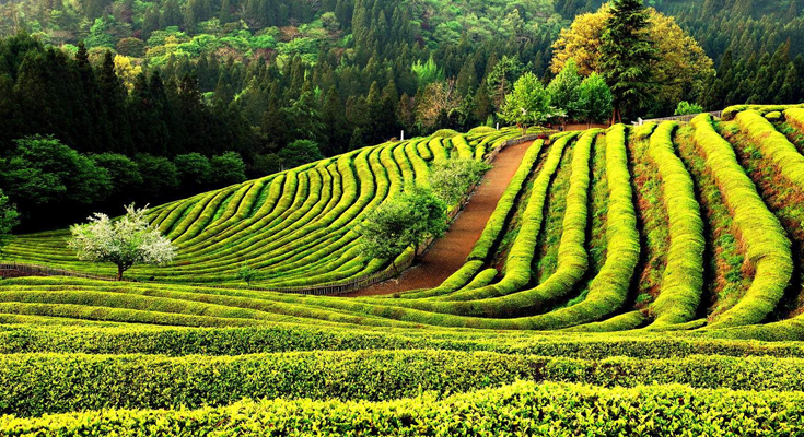 Boseong Green-Tea Fields