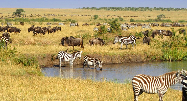 Masai Mara, Kenya