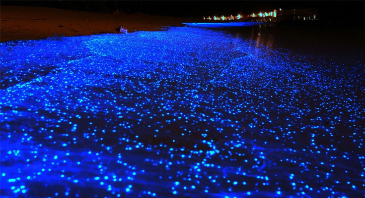 Stroll-around-the-bioluminescent-beaches