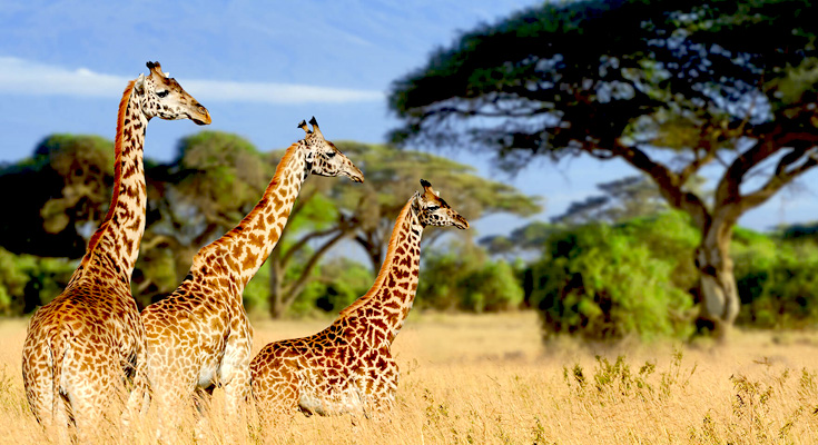 african safari tours luxury