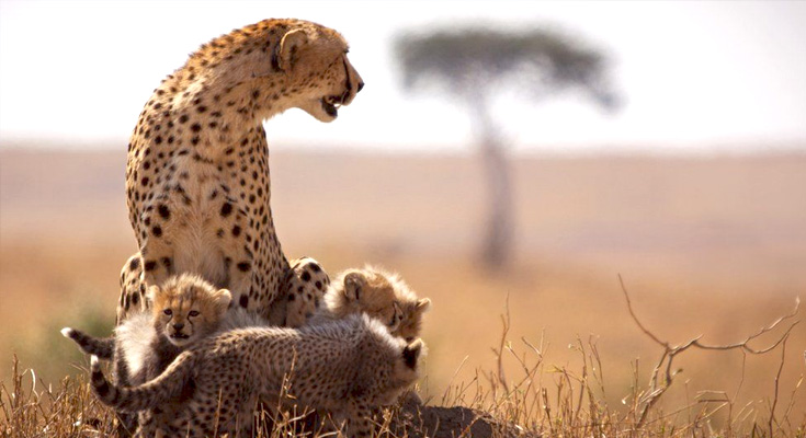 safaris serengeti