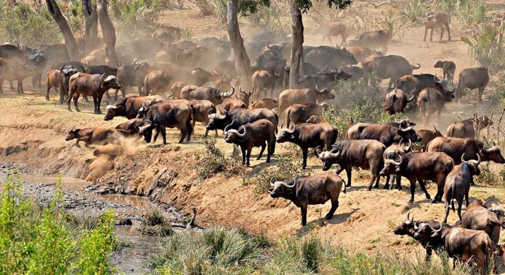 kruger game park tours