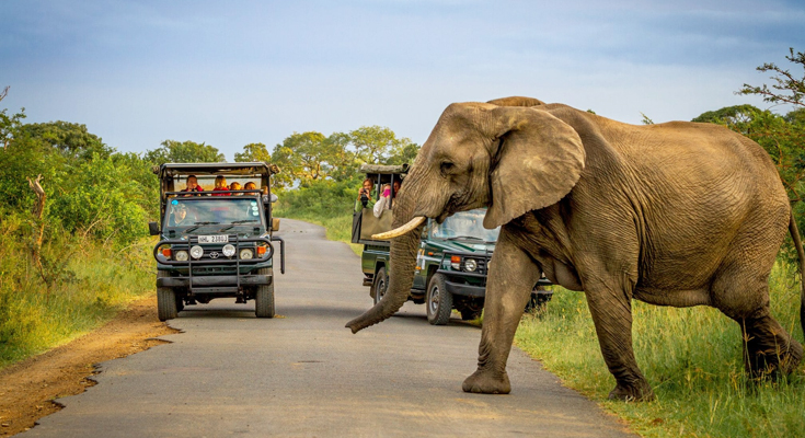 kruger game park tours